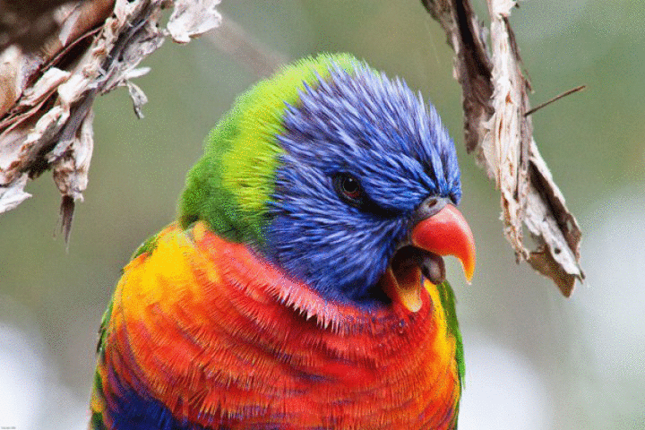 Gallery of photographs of horses in daisies, snarling snow leopard, lion, kookaburra feeding chicks, cymbidium, monitor lizard chased by pied currawong, rainbow lorikeet yawning, brushtail possum with baby and  Rainbow Lorikeet yawning